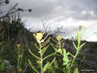 stello di Poira-22-12-2012 09-26-01